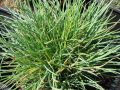 Festuca pulchella - kostřava