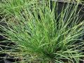 Festuca alpina - kostřava