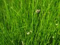 Juncus effesus - sítina rozkladitá