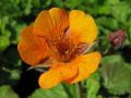 Geum 