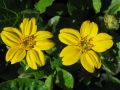 Chrysogonum virginianum  - chrysogonum