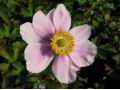 Anemone hybrida 