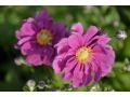 Anemone hupehensis 