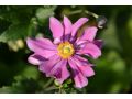 Anemone hybrida 