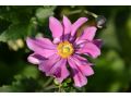 Anemone hybrida 