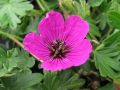 Geranium cinereum 