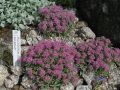 Ptilotrichum spinosum 