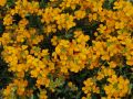 Erysimum 