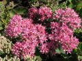 Sedum hybridum 
