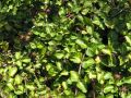Mitchella repens