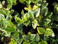 Vinca minor 