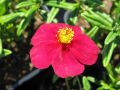 Helianthemum 
