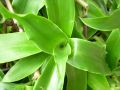 Callisia fragrans - kalísie voňavá, zlatý vlas