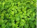 Centella asiatica - pupečník, gotukola