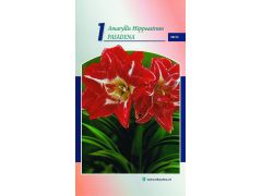Amaryllis 