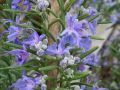 Rosmarinus officinalis 
