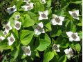 Cornus canadensis - svída kanadská