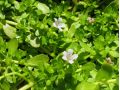 Bacopa monnieri - bakopa drobnolistá, Brahmi