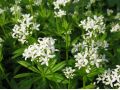 Galium odoratum - mařinka vonná