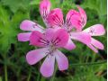 Pelargonium 