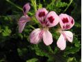 Pelargonium 