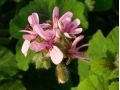 Pelargonium 