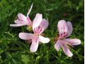 Pelargonium denticulatum 