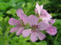 Pelargonium 