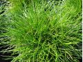 Festuca gautieri - kostřava