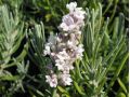 Lavandula angustifolia 