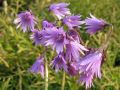 Soldanella montana - dřípatka horská