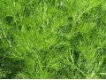 Artemisia abrotanum ssp. procera - pelyněk brotan, boží dřevec
