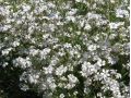 Gypsophila repens  