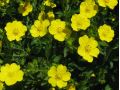Potentilla argyrophylla - mochna