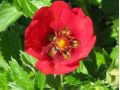 Potentilla 