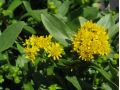 Solidago cutleri - zlatobýl