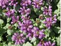 Lamium maculatum 