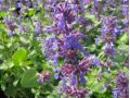 Nepeta racemosa 