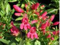 Penstemon barbatus 