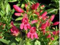 Penstemon barbatus 