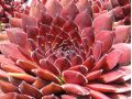 Sempervivum 