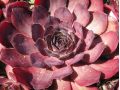 Sempervivum 