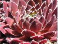 Sempervivum 