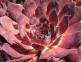 Sempervivum 