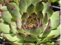 Sempervivum 