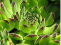 Sempervivum x rupicolum 