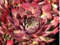 Sempervivum 