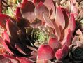 Sempervivum 