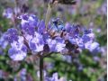 Nepeta faassenii 