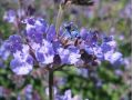 Nepeta faassenii 